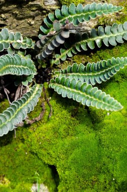 Yeşil yosun doğal arkaplan, metin için boşluk, doğal temalar asgari biçimde yeşil renkli