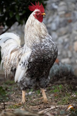Çiftlikte evcil bir horoz, hayvan portreleri.