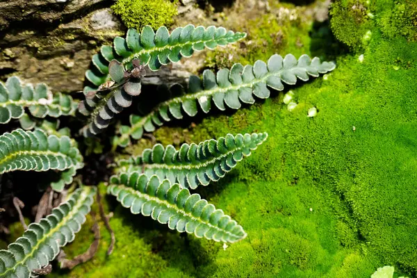 Yeşil yosun doğal arkaplan, metin için boşluk, doğal temalar asgari biçimde yeşil renkli