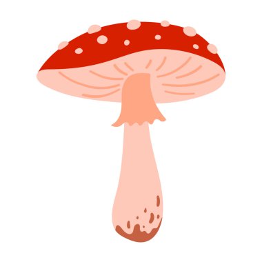 Kırmızı mantar kapaklı ve beyaz arkaplanda izole edilmiş beyaz benekli, uçucu agarik el çizimi. Sonbahar ormanı zehirli mantar. Sonbahar bitkisi