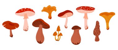 Vahşi Orman Mantarları çizgi filmi seti. Koleksiyon Yenilebilir ve Zehirli Mantar: Morel, Amanita, Boletus, Porcini, Chanterelle, Bal Mantarı
