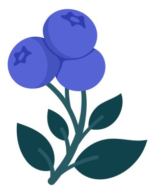 Olgun Böğürtlen ve Yapraklı El Tarağı Böğürtlenleri. Mutfak Dekorasyonu, Paketleme, Etiketler, Etiketler, Logolar, Çiftçi Pazarı veya Yiyecek Markası için Şirin Botanik Çizimi