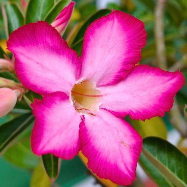 Çiçeğin narin taç yaprakları ve canlı rengi.