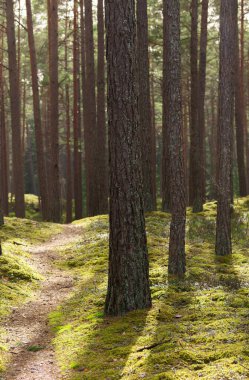 Ağaçları ve yeşil yosunları olan orman yolu. Çam ağacı ormanında güneşli bir bahar günü.