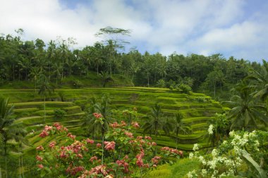 pirinç alan bali Endonezya 