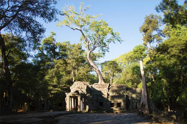 Kamboçya 'daki Ta Prohm Tapınağından Ağaç geliyor.