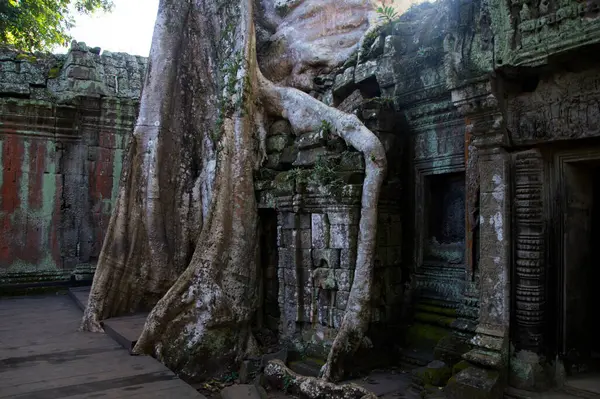 Ta Prohm Tapınağının Ağaç Kaplamalı Tapınakları