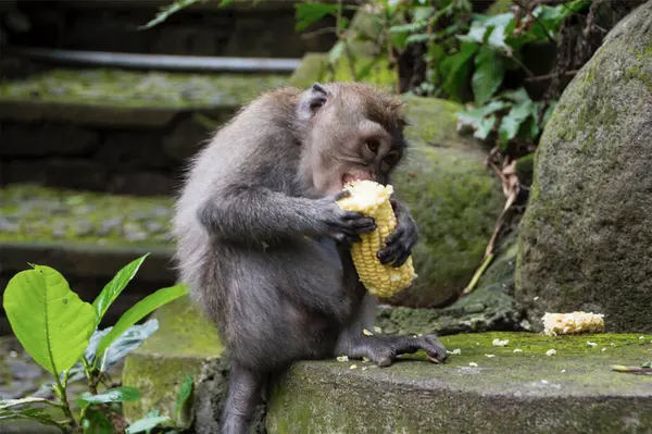 Ubud Maymun Ormanı, Bali Endonezya 