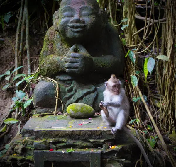 Ubud Maymun Ormanı, Bali Endonezya 