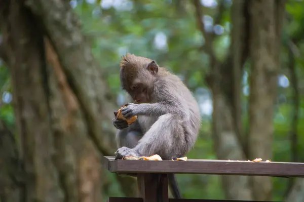 Ubud Maymun Ormanı, Bali Endonezya 