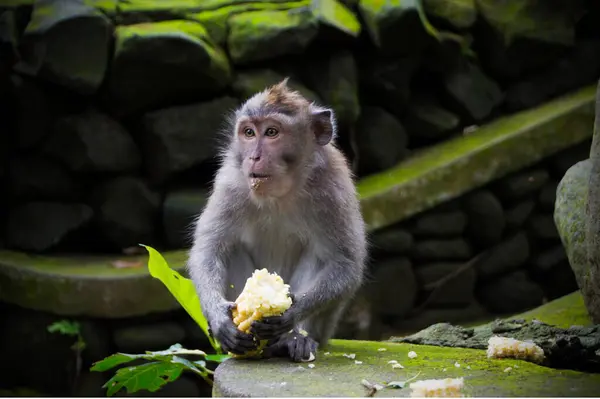 Ubud Maymun Ormanı, Bali Endonezya 