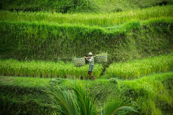 Bali Endonezya 'da pirinç tarlasında çalışan çiftçi 