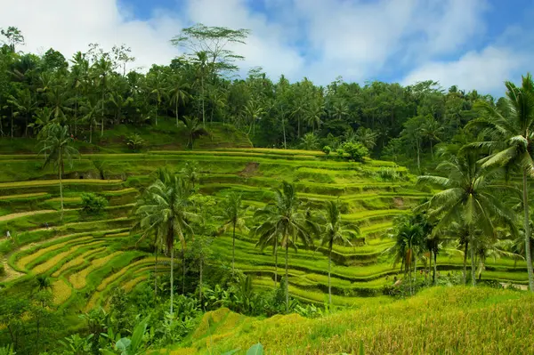 pirinç alan bali Endonezya 