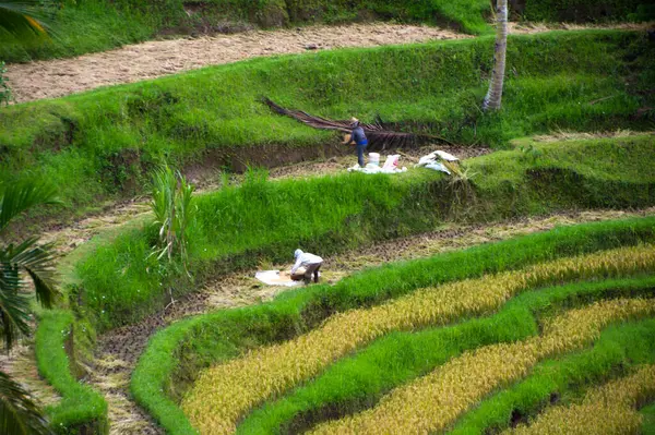 Bali Pirinç Tarlaları İşçileri 