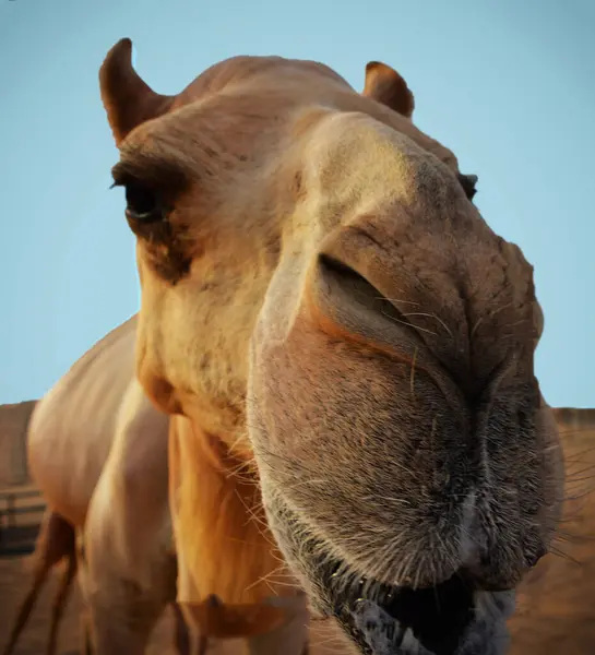 Arap çölünün devesi. 