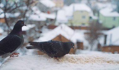 İki güvercin pencerenin dışındaki karlı bir çıkıntıya tünemiş. Bir güvercin yan tarafa bakarken, diğeri biraz tohum yiyor. Arka planda, karla kaplı evler ve ağaçlar var. Görüntünün genel tonu huzurlu ve kışlık..