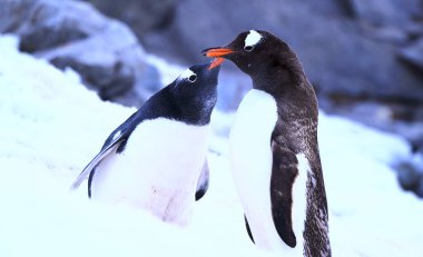 Kardaki gentoo pengueni