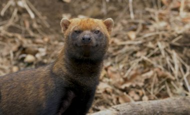 Kara Tilki (cyclaes vulpes) ormanda