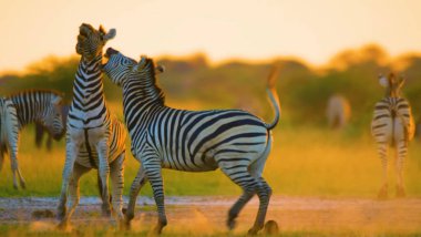 Kenya bozkırında zebra