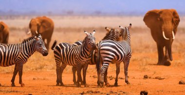 Afrika 'da zebra sürüsü.