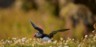 puffin bird close up clipart