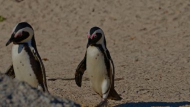 Denizdeki penguen