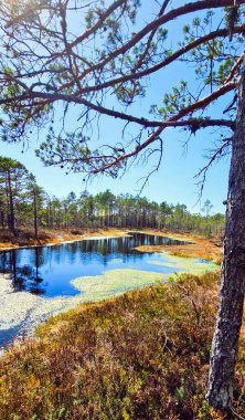 Sessiz Estonya bataklığı, doğanın katıksız güzelliğini yansıtan yumuşak bir sisle kaplıdır. Çimenler suyun sakin yüzeyini delip geçerek yalnızlığın ve sessizliğin büyüleyici bir resmini oluşturuyor.