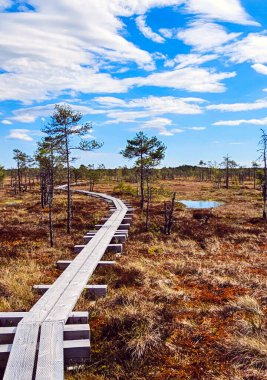 Sessiz Estonya bataklığı, doğanın katıksız güzelliğini yansıtan yumuşak bir sisle kaplıdır. Çimenler suyun sakin yüzeyini delip geçerek yalnızlığın ve sessizliğin büyüleyici bir resmini oluşturuyor.