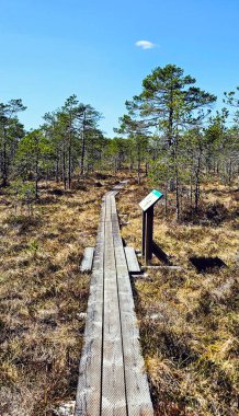 Sessiz Estonya bataklığı, doğanın katıksız güzelliğini yansıtan yumuşak bir sisle kaplıdır. Çimenler suyun sakin yüzeyini delip geçerek yalnızlığın ve sessizliğin büyüleyici bir resmini oluşturuyor.