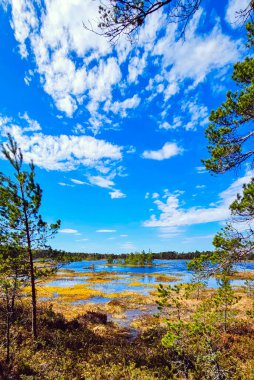 Sessiz Estonya bataklığı, doğanın katıksız güzelliğini yansıtan yumuşak bir sisle kaplıdır. Çimenler suyun sakin yüzeyini delip geçerek yalnızlığın ve sessizliğin büyüleyici bir resmini oluşturuyor.