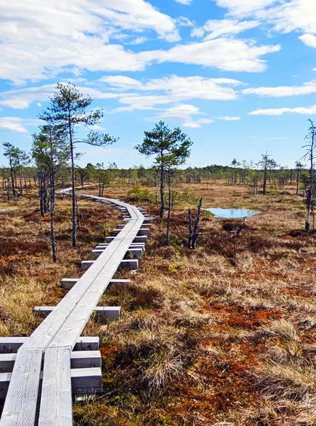 Sessiz Estonya bataklığı, doğanın katıksız güzelliğini yansıtan yumuşak bir sisle kaplıdır. Çimenler suyun sakin yüzeyini delip geçerek yalnızlığın ve sessizliğin büyüleyici bir resmini oluşturuyor.