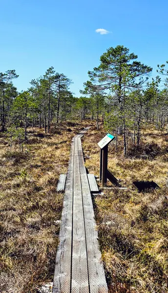 Sessiz Estonya bataklığı, doğanın katıksız güzelliğini yansıtan yumuşak bir sisle kaplıdır. Çimenler suyun sakin yüzeyini delip geçerek yalnızlığın ve sessizliğin büyüleyici bir resmini oluşturuyor.