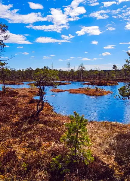 Sessiz Estonya bataklığı, doğanın katıksız güzelliğini yansıtan yumuşak bir sisle kaplıdır. Çimenler suyun sakin yüzeyini delip geçerek yalnızlığın ve sessizliğin büyüleyici bir resmini oluşturuyor.