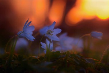 Bahar günbatımı, anemone nemorosa, orman, çiçekler, güneş, çimen, makro,  , , , , 