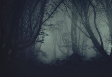 Sisin içindeki gizemli sisli orman