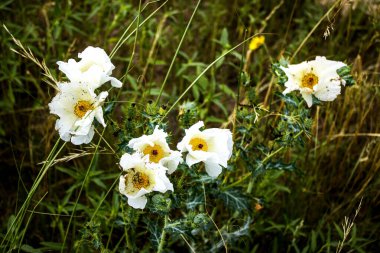 Arılar Dikenli Gelincik Çiçeklerinden Polen Topluyor