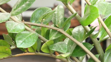 Bahçedeki süs bitkileri.