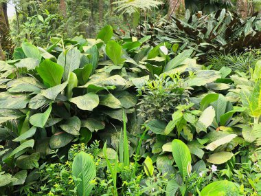 Süslü bitkiler yetiştiriliyor.