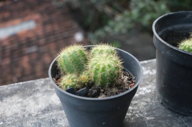 Balkonda küçük bir tencerede kaktüs.