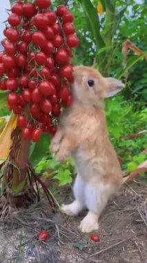 Videoda sevimli bir tavşanın arka ayakları üzerinde durduğu ve bir demet kiraz domatese ulaşmaya çalıştığı görülüyor. Tavşan çok meraklı ve meyveyi tatmaya çalışırken çok sevimli görünüyor. Video kısa ve tatlı..