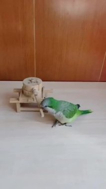Video, yeşil bir papağanın küçük tahta bir oyuncakla etkileşimini gösteriyor. Minyatür bir değirmen gibi görünüyor. Papağan meraklı ve şakacı, oyuncağı çiğniyor ve kolu çeviriyor..