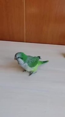 Video, küçük mavi bir bardaktan su içen yeşil bir papağanı gösteriyor. Papağan belli ki susamış ve suyun tadını çıkarıyor. Papağanın doğal davranışını gösteren kısa ve basit bir video..