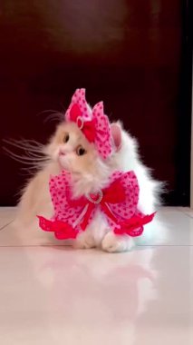 Videoda uzun kürklü beyaz bir kedi, kafasında pembe bir fiyonk ve boynunda kalp şeklinde bir tasarım olan pembe bir fiyonk var. Kedi etrafa bakınıyor ve kıyafetinin keyfini çıkarıyor gibi görünüyor..