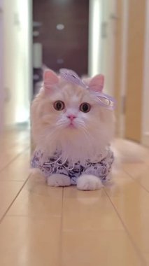 Videoda uzun kürklü, çiçek desenli gömlek giyen ve kafasında mor bir fiyonk olan beyaz bir kedi görülüyor. Kedi ahşap bir zeminde yatıyor ve merakla etrafa bakıyor..
