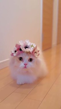 Videoda uzun kürklü beyaz bir kedi, çiçek tacı takıyor ve boynunda pembe bir fiyonk var. Kedi ahşap bir zeminde oturuyor ve merakla etrafına bakıyor..