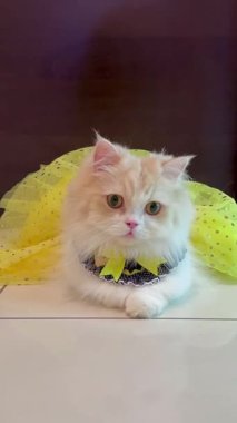 Videoda büyük, yuvarlak gözlü, sarı tül etekli, siyah ve sarı yakalı tüylü beyaz bir kedi görülüyor. Kedi beyaz fayanslı bir zeminde oturuyor ve merakla etrafına bakıyor..