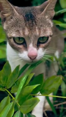 Video, kısmen yemyeşil yapraklarla gizlenmiş yeşil gözlü gri ve beyaz bir kedinin yakın çekimini gösteriyor. Kedinin meraklı bakışları ve yeşilliğin içinde hareket edişi.