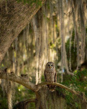 Görüntü, İspanyol yosunlarıyla kaplı bir ağacın dalına konmuş bir Baykuş 'u gösteriyor. Baykuş ciddi bir ifadeyle doğrudan kameraya bakıyor, tüyleri dalgalanıyor ve gözleri parlıyor.. 