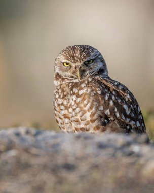 Görüntü, bir kayanın üzerine tünemiş bir Baykuş 'u gösteriyor. Meraklı ve hafifçe haylaz bir ifadeyle doğrudan kameraya bakıyor. Baykuşun tüyleri kahverengi, beyaz ve siyahın güzel bir karışımıdır ve gözleri parlak sarıdır.. 