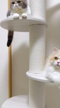 Bu video iki kediyi gösteriyor, muhtemelen egzotik Shorthair 'ler, çok katlı bir kedi ağacında etkileşim halindeler. Bir kedi başlangıçta bir platforma tünemiş, diğeri ise şeffaf, kabarcık benzeri bir yatakta asılı duruyor.. 